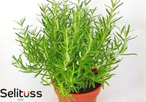 SIRO HO SELITUSS  PHÁT TRIỂN TỪ CÁC BÀI THUỐC HO THẢO DƯỢC CHO TRẺ EM NỔI TIẾNG PHƯƠNG TÂY