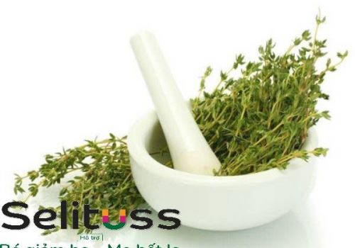 CỎ XẠ HƯƠNG NGUYÊN LIỆU QUÝ TRONG SIRO HO THẢO DƯỢC CHO BÉ