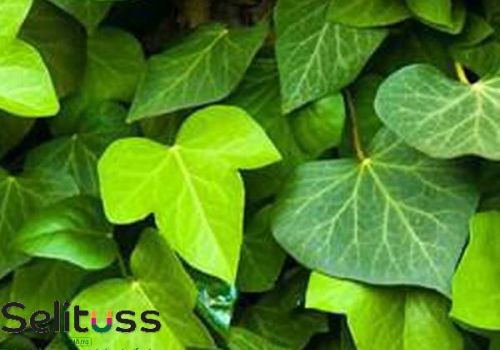 LÁ THƯỜNG XUÂN - THUỐC HO THẢO DƯỢC CHO TRẺ EM